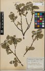 Foto von Salix glabra Scop.